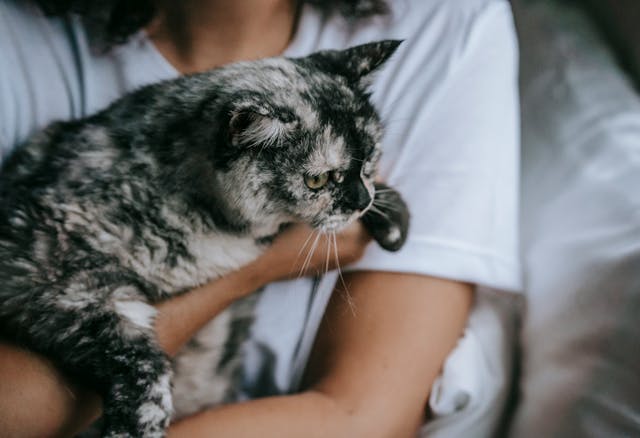 person holding their black and white pet cat